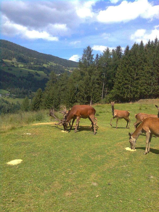 Pension - Bauernhof Санкт-Лоренцен-об-Мурау Экстерьер фото
